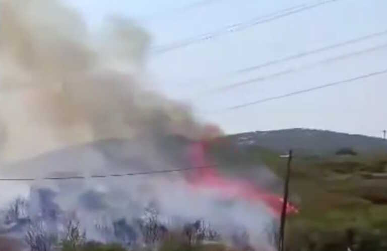 Βίντεο από φωτιά στο Ναρθάκι Φαρσάλων - Δάσος παραδόθηκε στις φλόγες