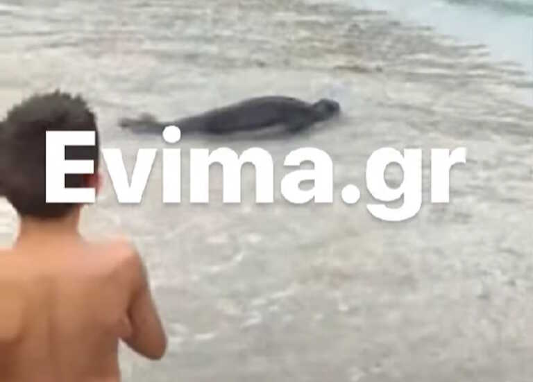 Viral η ναζιάρα φώκια στην Εύβοια - Έκανε το μπάνιο της και σε άλλη παραλία τρελαίνοντας μικρούς και μεγάλους