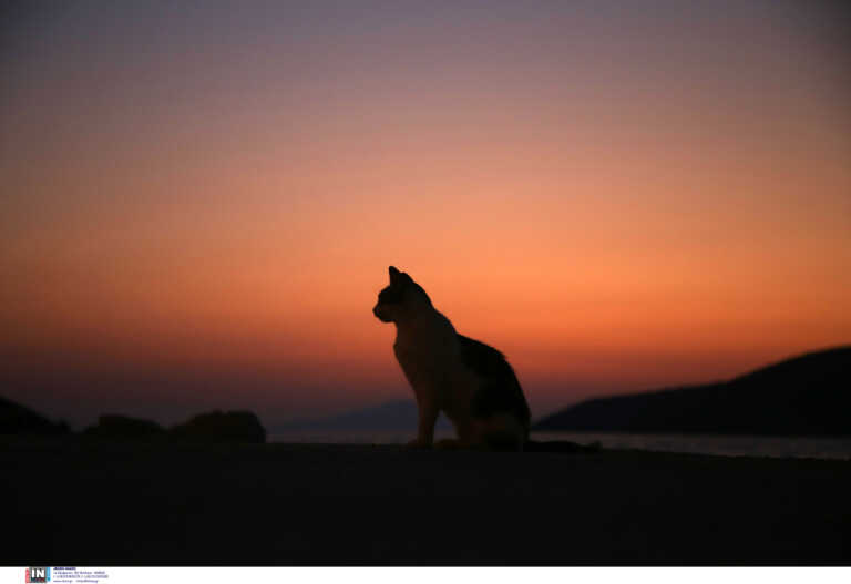 Κορονοϊός αιλουροειδών αφανίζει τις γάτες στην Κύπρο – Αρχίζουν θεραπεία με ανθρώπινα φάρμακα για τον covid