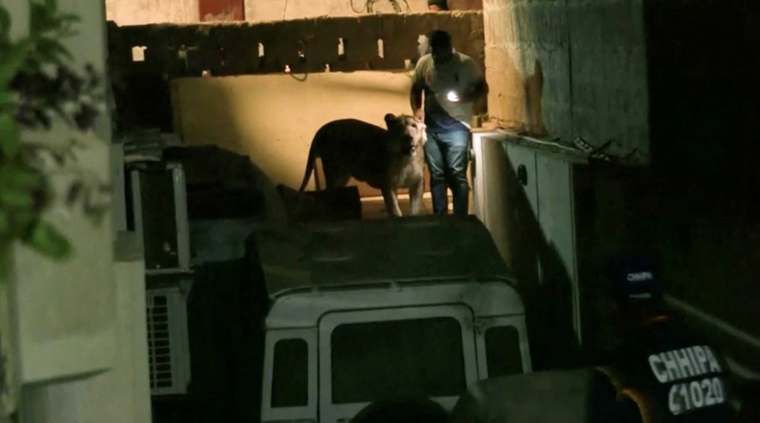 A lion that escaped from a private vehicle amidst heavy traffic is captured in this video screengrab, in Karachi, Pakistan, August 29, 2023. REUTERS TV via REUTERS