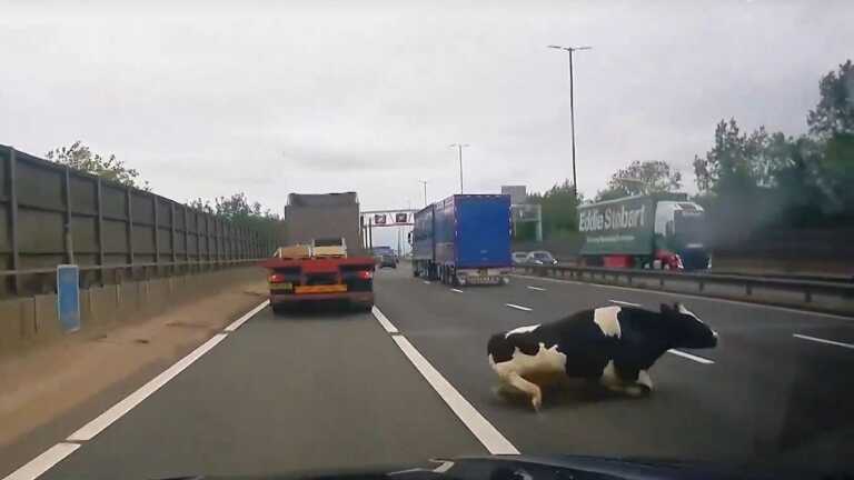 Η σοκαριστική στιγμή που φορτηγό «αδειάζει» αγελάδα σε αυτοκινητόδρομο ταχείας κυκλοφορίας στη Βρετανία