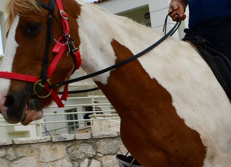 Φρίκη με νεκρό άλογο στη Χαλκίδα - Το βασάνισαν με αλυσίδα και σχοινί πριν πεθάνει