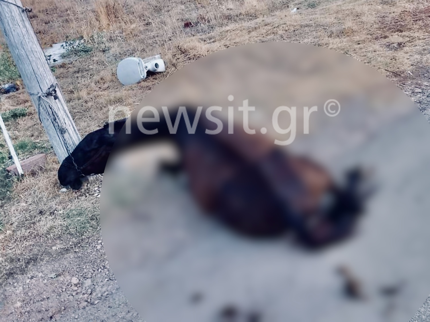 Χαλκίδα: Ανθρωποκυνηγητό για τους δράστες που βασάνισαν το άλογο – Ντοκουμέντο όπως το βρήκαν οι αστυνομικοί