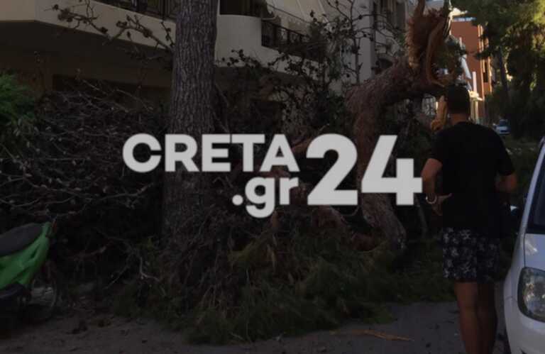 Η πτώση δέντρου που ξύπνησε εφιάλτες στο Ηράκλειο - Σώθηκε γυναίκα για λίγα δευτερόλεπτα