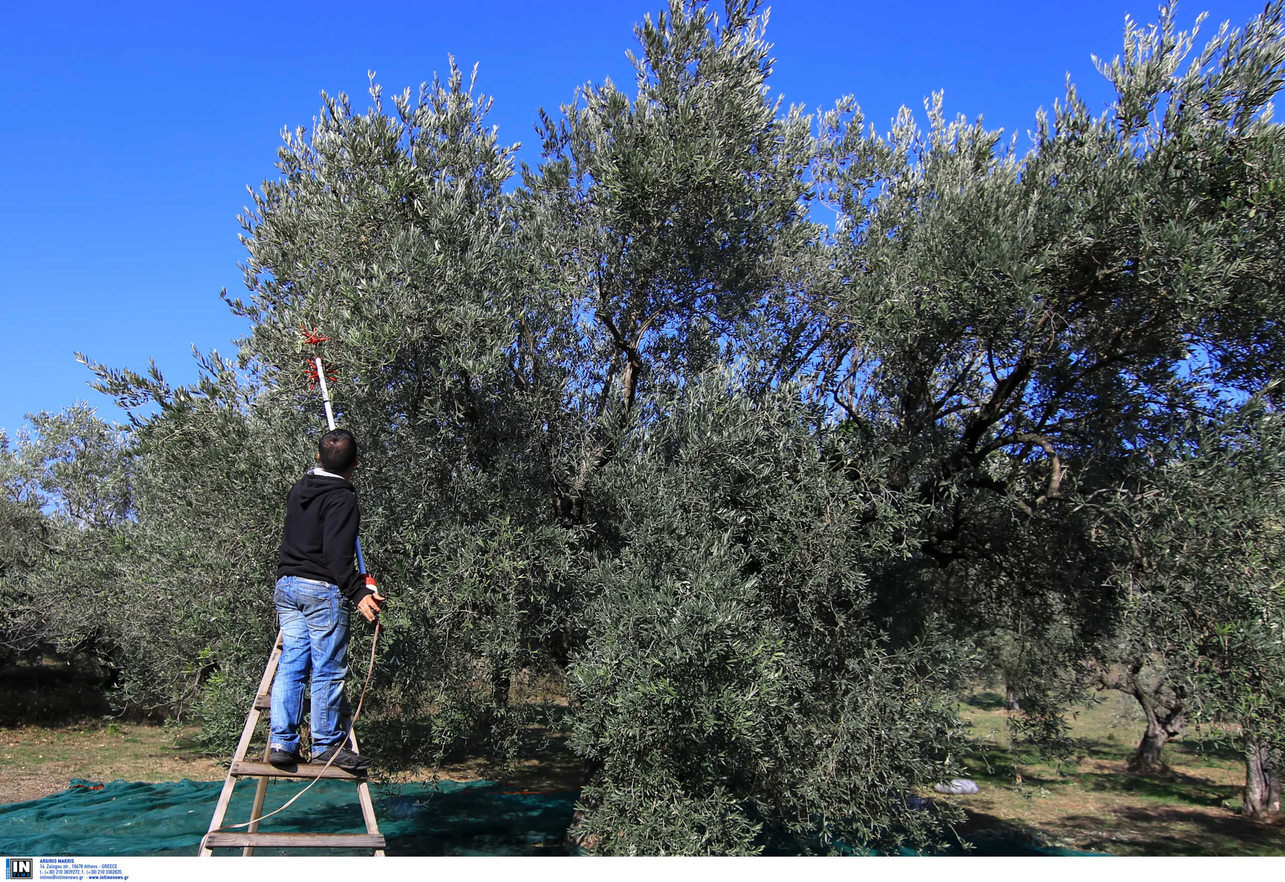 Εργάτες γης σε Ινδία, Ταϊλάνδη και Βιετνάμ ψάχνουν οι Έλληνες παραγωγοί