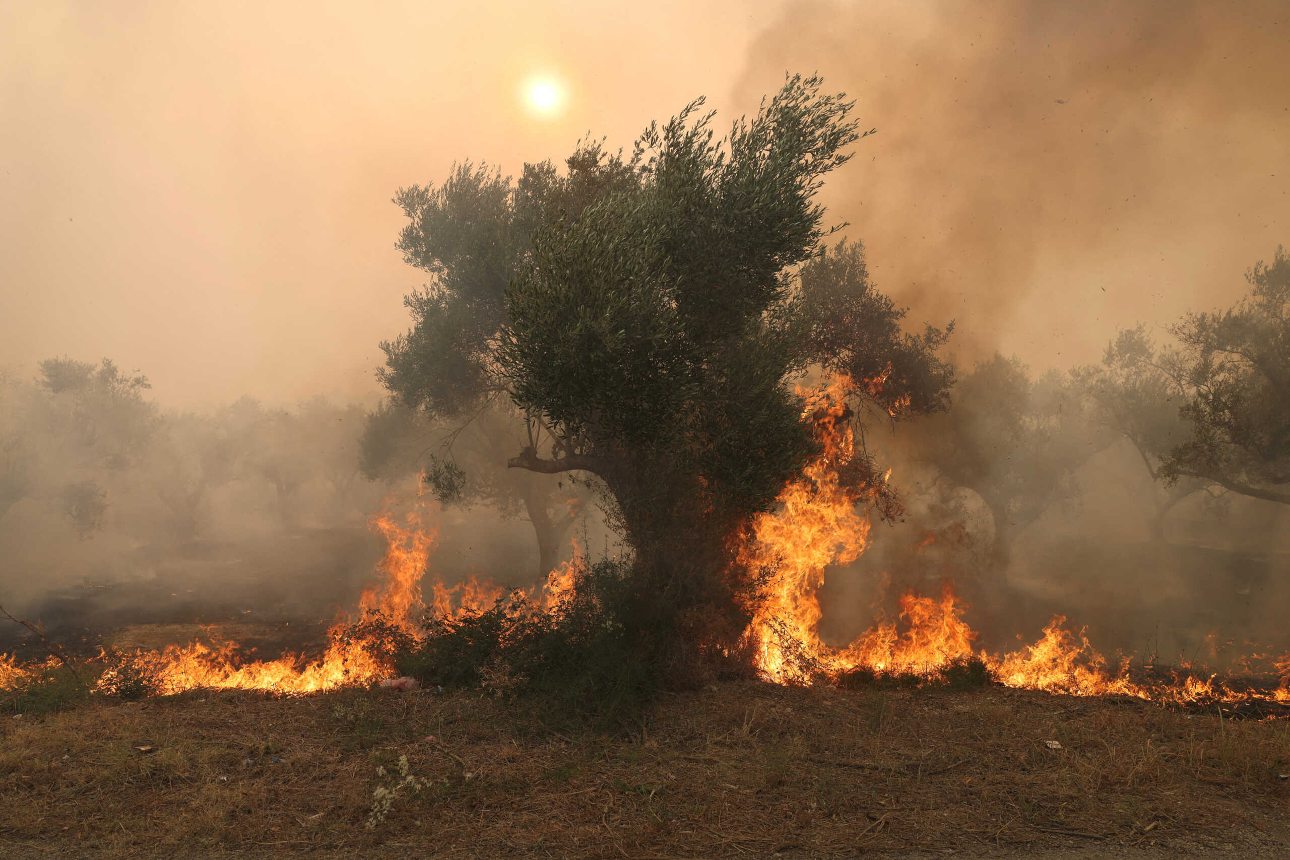 Flames burn a tree as a wildfire rages in Alexandroupolis, on the region of Evros, Greece, August 22, 2023. REUTERS