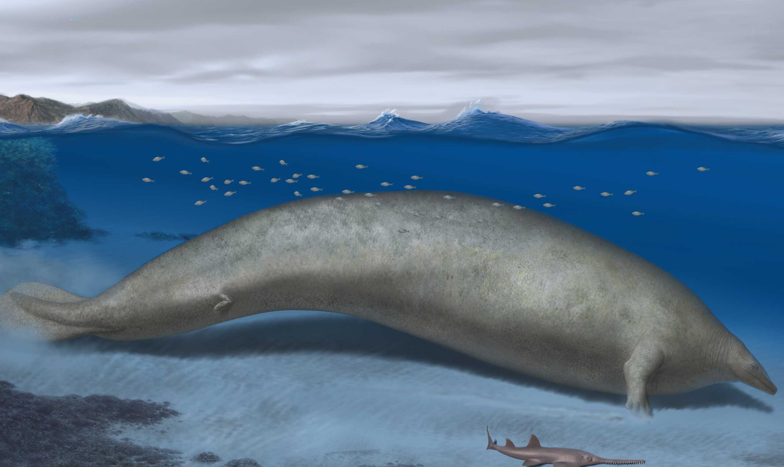 Η φάλαινα Perucetus colossus ηλικίας 39 εκατομμυρίων ετών αποτελεί το βαρύτερο ζώο που έχει ανακαλυφθεί