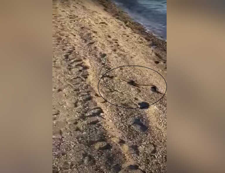 Φίδι σπέρνει τον τρόμο σε παραλία της Εύβοιας - Δείτε βίντεο