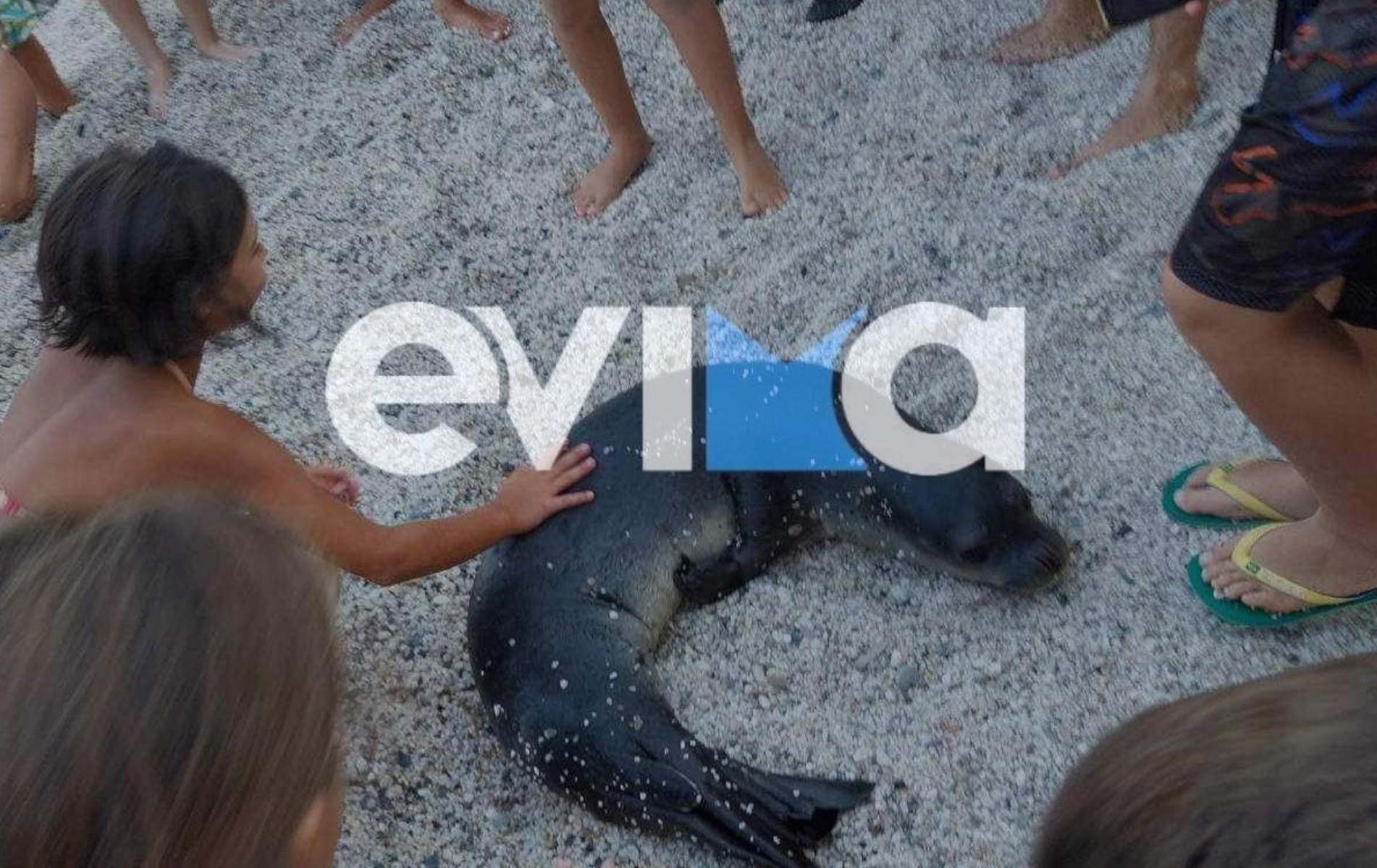 Εύβοια: Φώκια έκλεψε την παράσταση σε παραλία – Βγήκε στην στεριά και έπαιξε με τους ανθρώπους