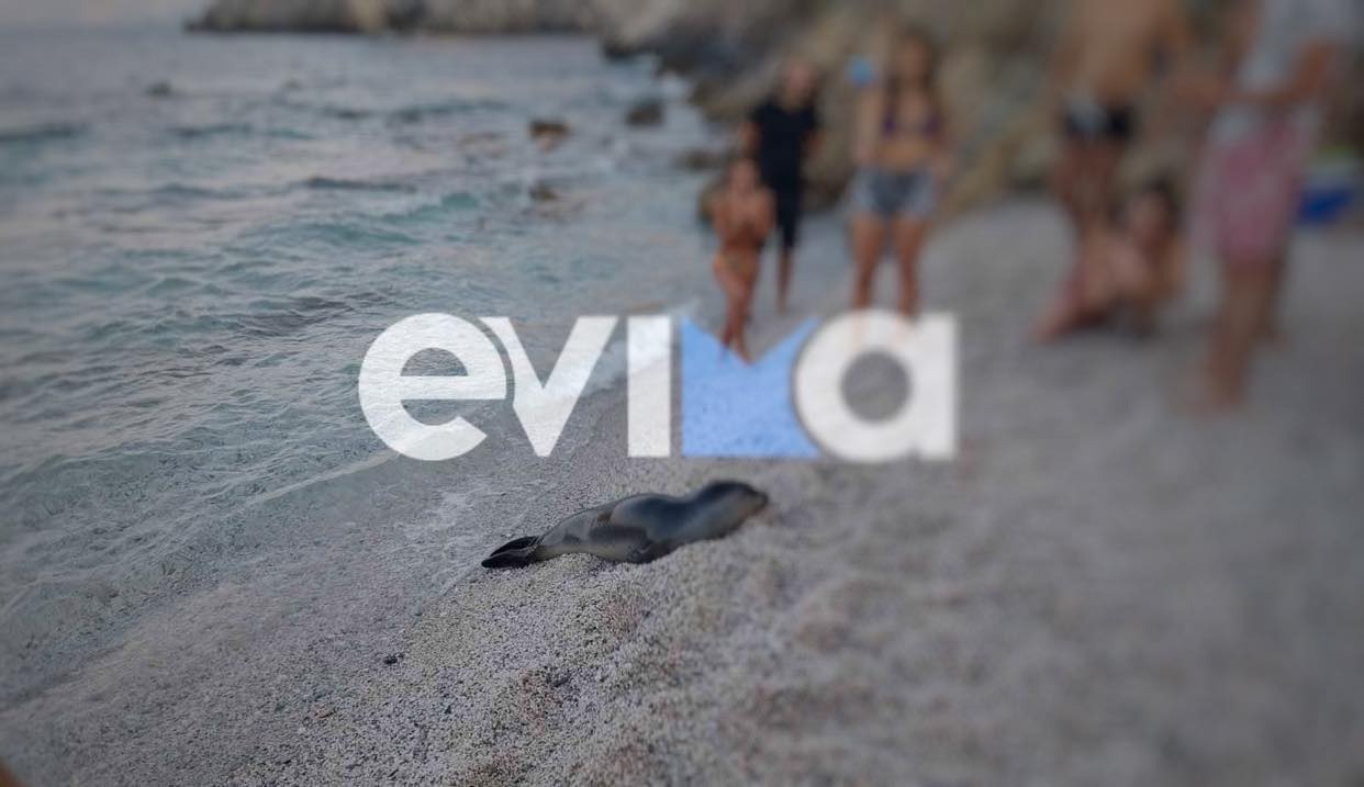 Εύβοια: Μία φώκια έκλεψε την παράσταση παίζοντας με ανθρώπους σε παραλία - ΦΩΤΟ
