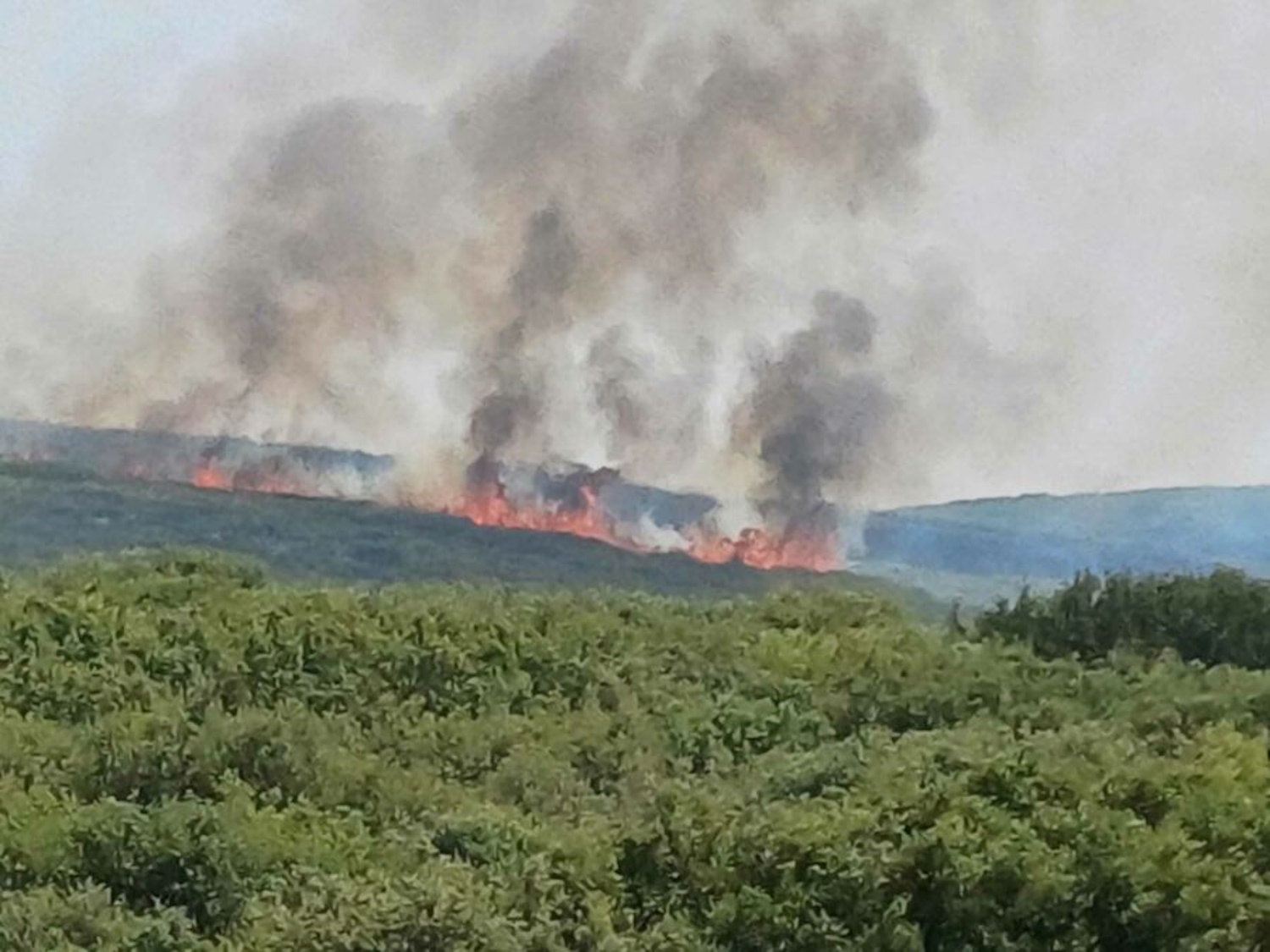 Φωτιά στα Φάρσαλα: Σε εξέλιξη το μέτωπο στο Ναρθάκιο Όρος – Ενισχύθηκαν οι δυνάμεις