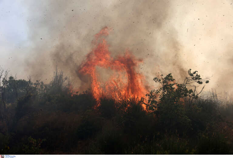 Χαλκιδική: Φωτιά στην Ορμύλια του δήμου Πολυγύρου – Απειλούνται εγκαταστάσεις με θερμοκήπια