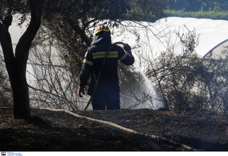 Φωτιά στον Σχοινιά Μαραθώνα - Μάχη με τις φλόγες από γη και αέρα - Πληροφορίες ότι εκκενώνονται σπίτια