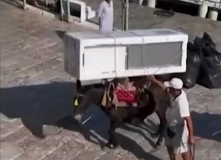 «Καμία παραβίαση» με το γαϊδούρι που κουβαλούσε ψυγείο, δηλώνει ο δήμαρχος Ύδρας - «Δεν υπάρχει άλλη δυνατότητα μεταφοράς»