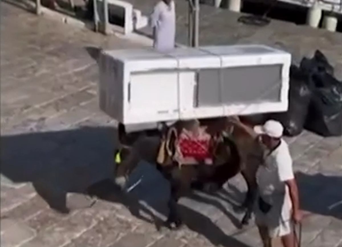 Ύδρα: «Καμία παραβίαση» με το γαϊδούρι που κουβαλούσε ψυγείο, δηλώνει ο δήμαρχος