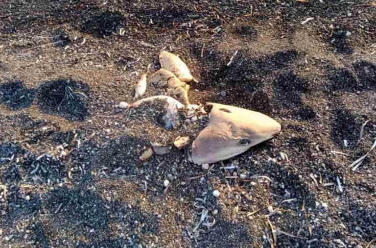 Καρχαρίας ξεβράστηκε σε παραλία της Σαντορίνης - Δείτε την εικόνα που είδε στην αμμουδιά περαστικός