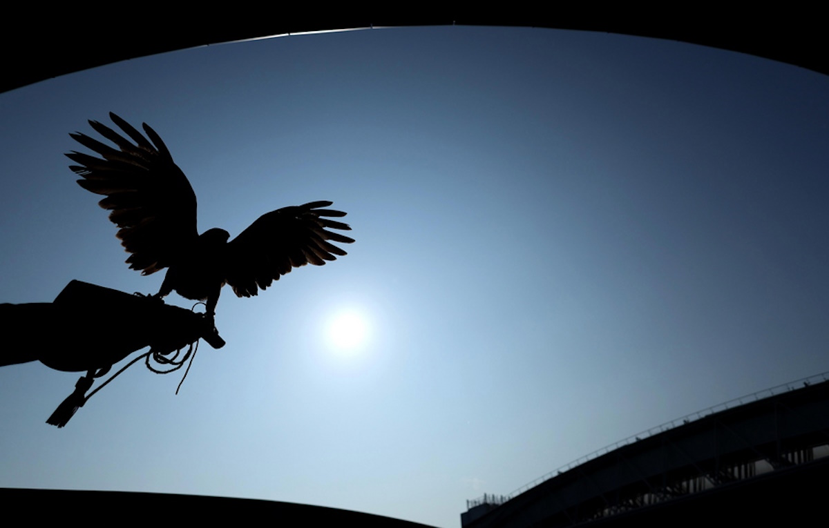 epa10723495 Ruffus the harris hawk on Court No.1 before the start of play at the Wimbledon championships in Wimbledon outside London, Britain, 03 June 2023. The Wimbledon Grand Slam tennis tournament runs from 03 to 16 July 2023.  EPA
