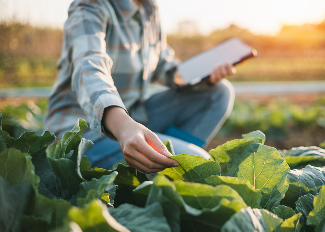 asian woman use tablet to check vegetable growing information in the garden