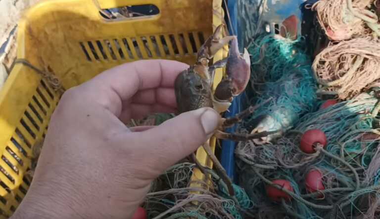 Καβούρια και καραβίδες επέστρεψαν στον Πηνειό - Η εξήγηση πίσω από αυτές τις εικόνες των ψαράδων