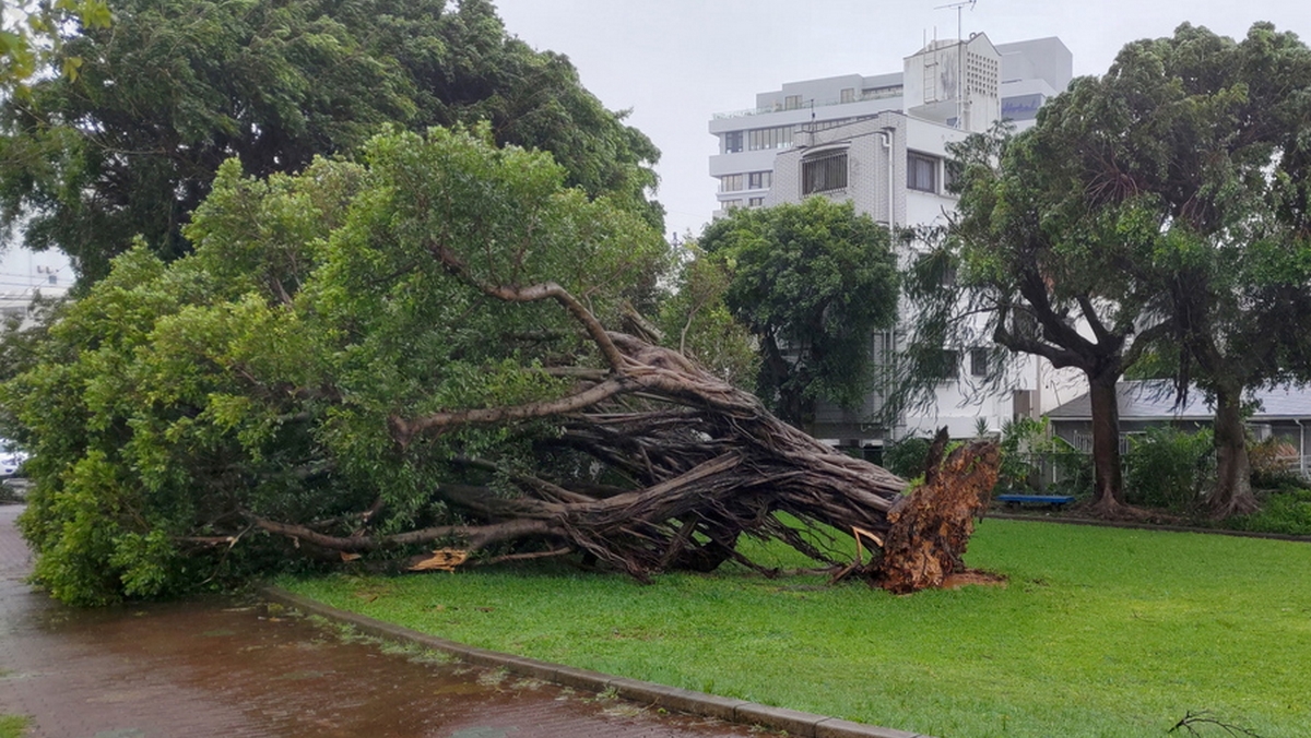 epa10780711 A tree that was uprooted by strong wind caused by Typhoon Khanun lays in a field in Naha, Okinawa Prefecture, Japan, 02 August 2023. The powerful typhoon, which is a central air pressure of 930 hectopascals and a wind velocity of 50 meters per second, forced the cancellation of over 400 flights and the loss of electric power at more than 200,000 houses in the prefecture.  EPA