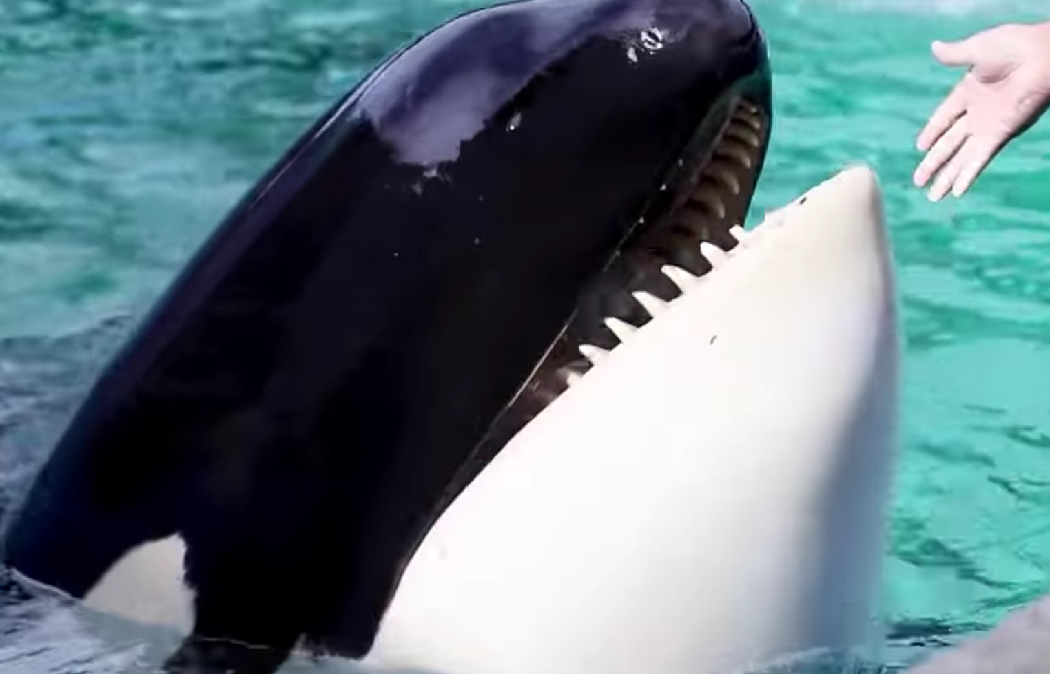 Πέθανε η διάσημη φάλαινα όρκα, Λολίτα – Ζούσε σε αιχμαλωσία για 50 χρόνια