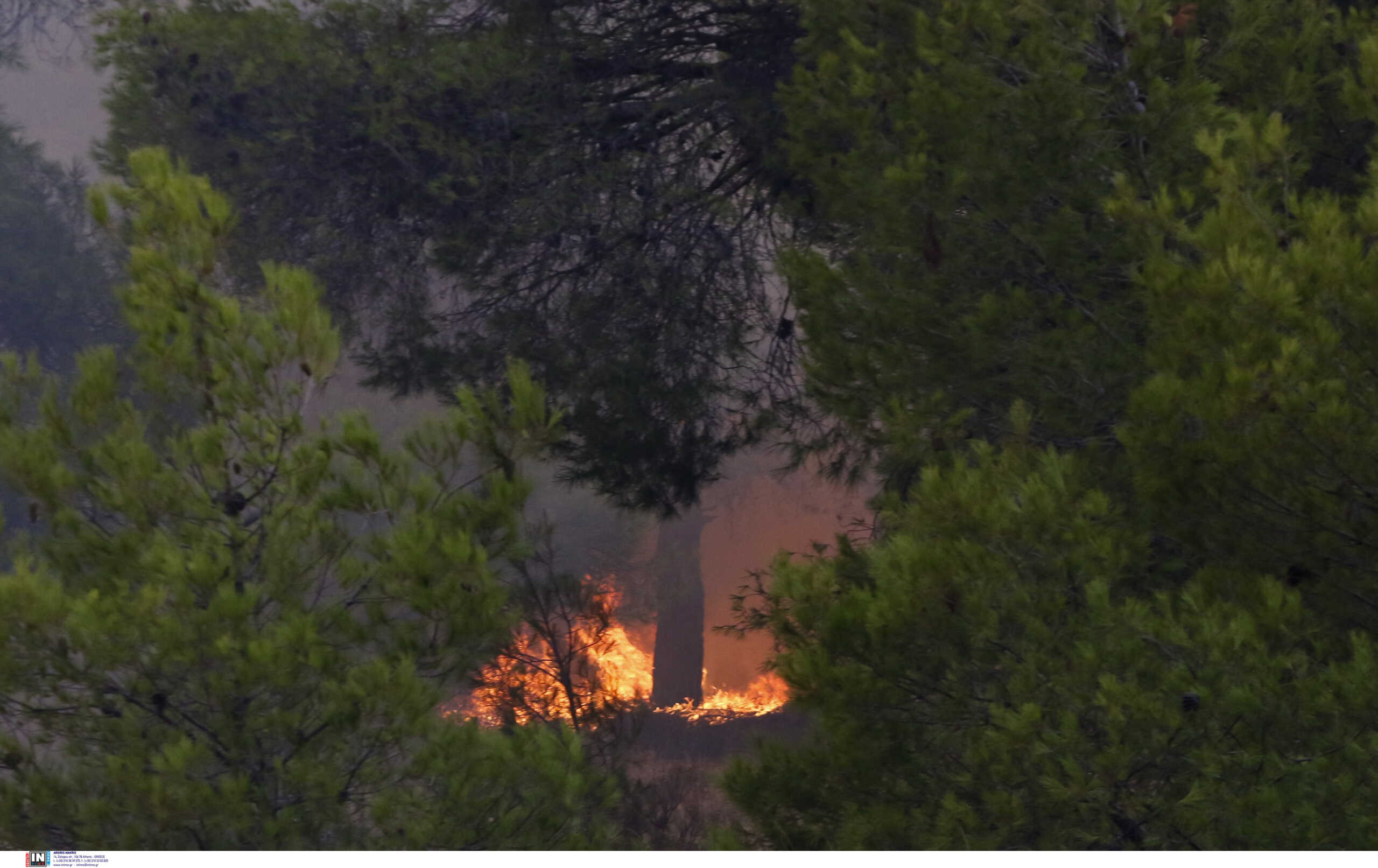 Φωτιά στο Καλαμωτό Θεσσαλονίκης – Δάσος τυλίχτηκε στις φλόγες