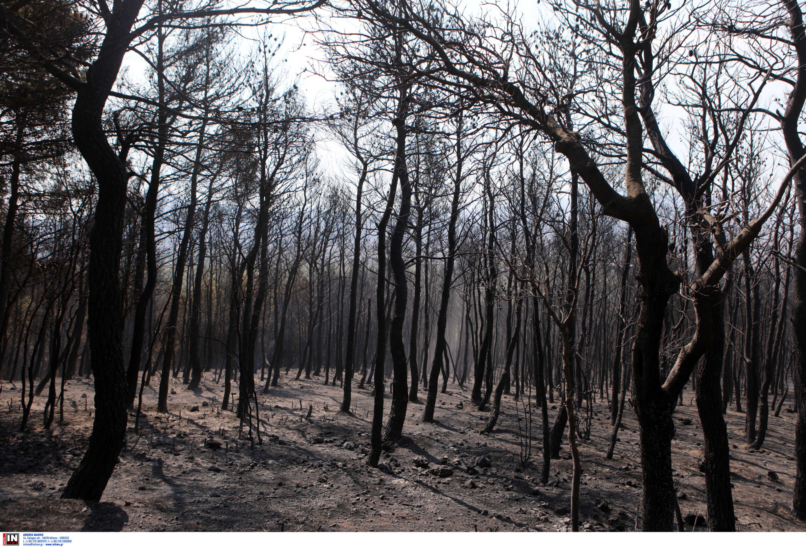 Φωτιές στην Ελλάδα: 195% αύξηση των καμένων εκτάσεων έως τις 24 Αυγούστου – 1,2 εκατ. στρέμματα έγιναν στάχτη
