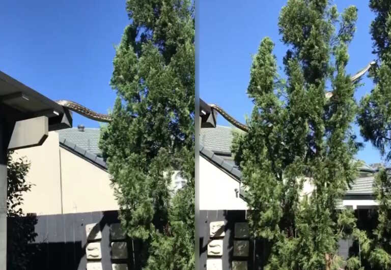 Ανατριχιαστικό βίντεο από την Αυστραλία - Πύθωνας 5 μέτρων έκανε... επίσκεψη στη στέγη ενός σπιτιού