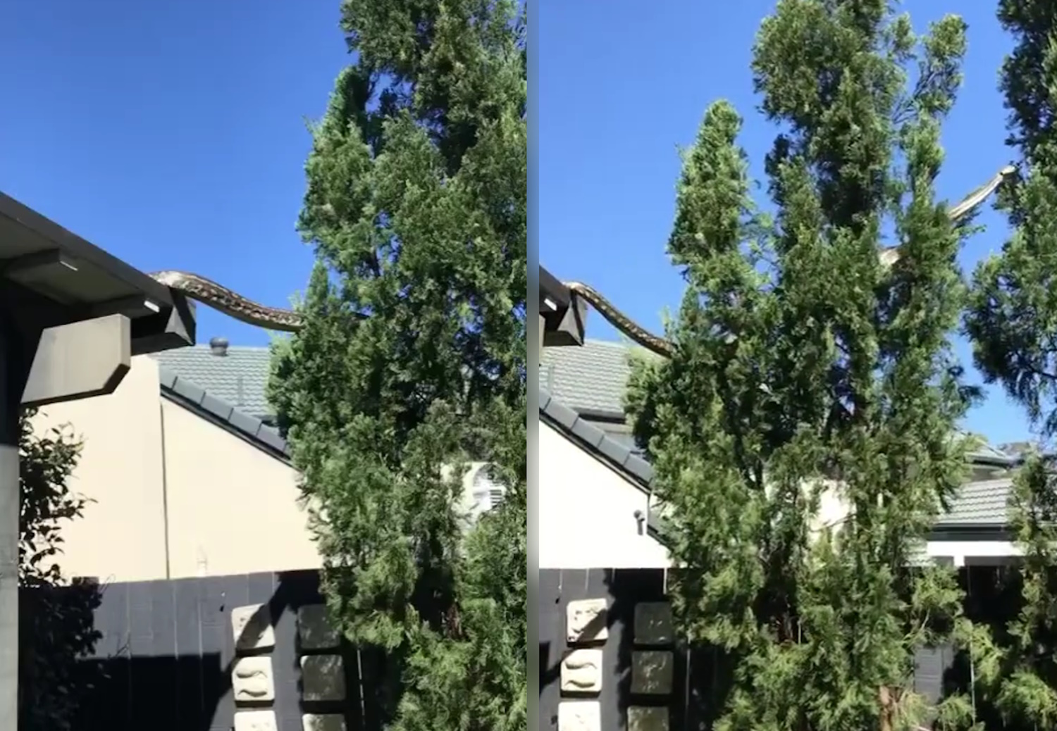 Αυστραλία: Πύθωνας 5 μέτρων περνάει από στέγη σπιτιού – Βίντεο κατέγραψε την επίσκεψή του