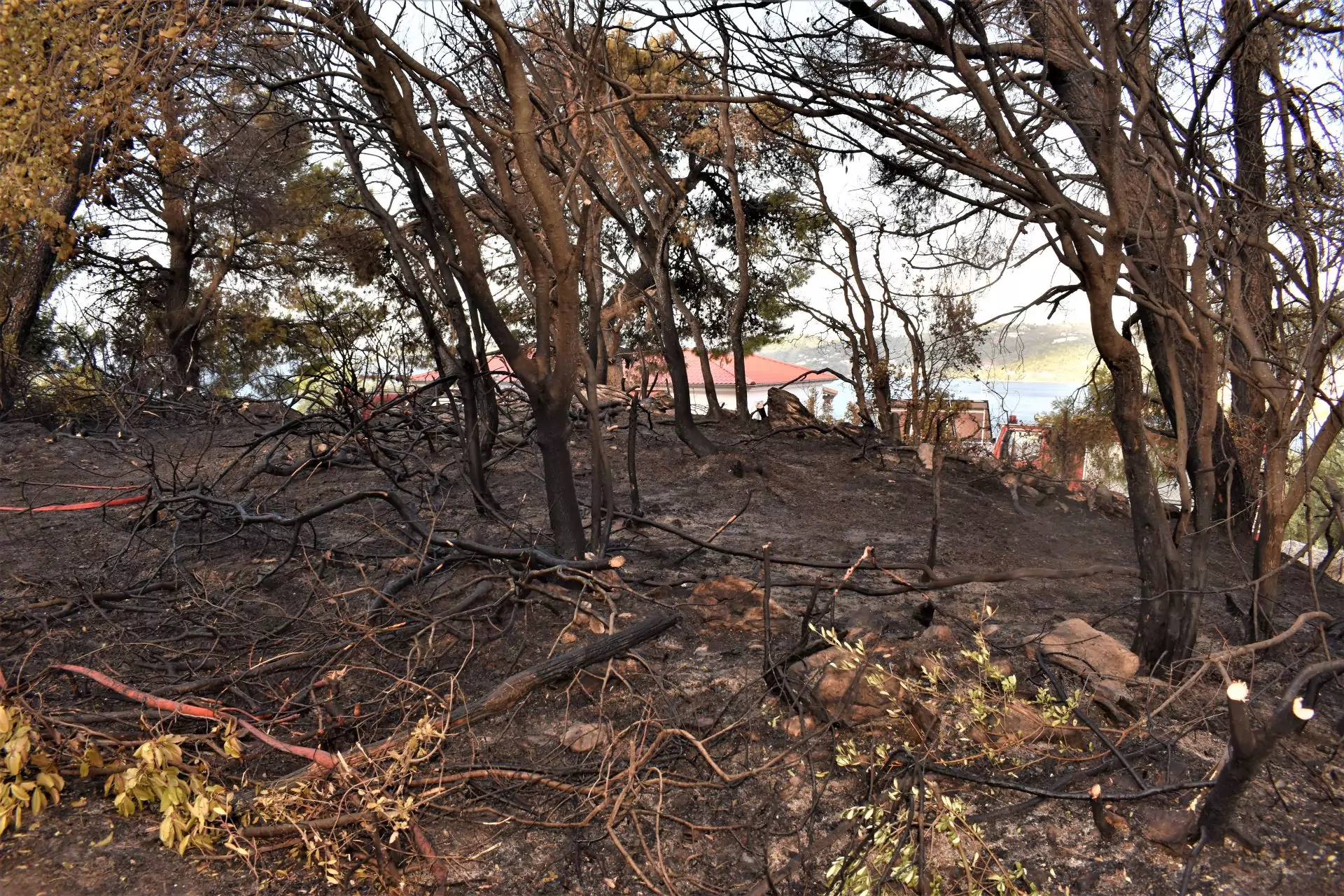 Φωτιά στη Σκιάθο: Οριοθετήθηκε η πυρκαγιά σε δασική έκταση στην περιοχή Πούντα