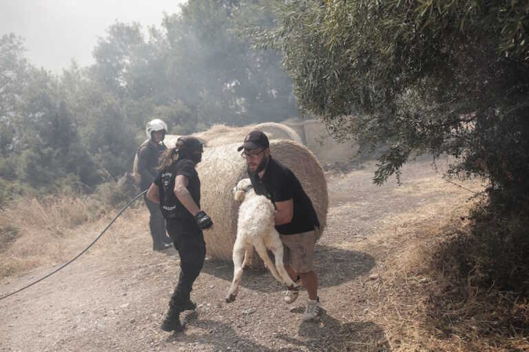 Συγκλονιστικές εικόνες από τη Φυλή! Κάτοικοι τρέχουν να σώσουν τα ζώα τους από τη φωτιά
