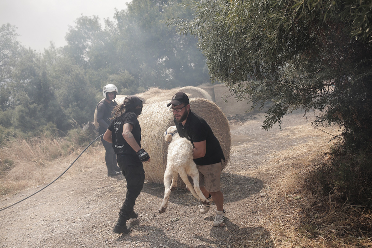 Κάτοικοι της περιοχής διασώζουν ζώα από φάρμα κατά τη διάρκεια της πυρκαγιάς σε δασική έκταση στη Φυλή, την Τρίτη 22 Αυγούστου 2023. Σε εξέλιξη είναι πυρκαγιά σε δασική έκταση στη Φυλή. Σύμφωνα με την Πυροσβεστική η φωτιά εκδηλώθηκε στις 11:56 σε δασική έκταση πλησίον της περιοχής Ιεράς Μονής Κοιμήσεως Θεοτόκου «Κλειστών» στη Φυλή. Στο σημείο μέχρι στιγμής επιχειρούν 26 πυροσβέστες με 13 οχήματα ενώ έχουν κινητοποιηθεί και εναέριες δυνάμεις. Μήνυμα του 112 εστάλη στους κατοίκους της Φυλής προκειμένου να εκκενώσουν την περιοχή τους και να κατευθυνθούν προς Άνω Λιόσια λόγω δασικής πυρκαγιάς που είναι σε εξέλιξη. Ειδικότερα το μήνυμα αναφέρει: « Δασική πυρκαγιά στην περιοχή σας. Εάν βρίσκεστε στη Φυλή απομακρυνθείτε προς Άνω Λιόσια. Ακολουθείτε τις οδηγίες των αρχών. Οδηγίες αυτοπροστασίας: https:
