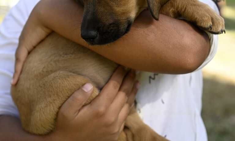 Φρίκη στο Ωρωπό - Αποκαλύφθηκε κτηνοβασία, σκύλος έπεσε θύμα βιασμού