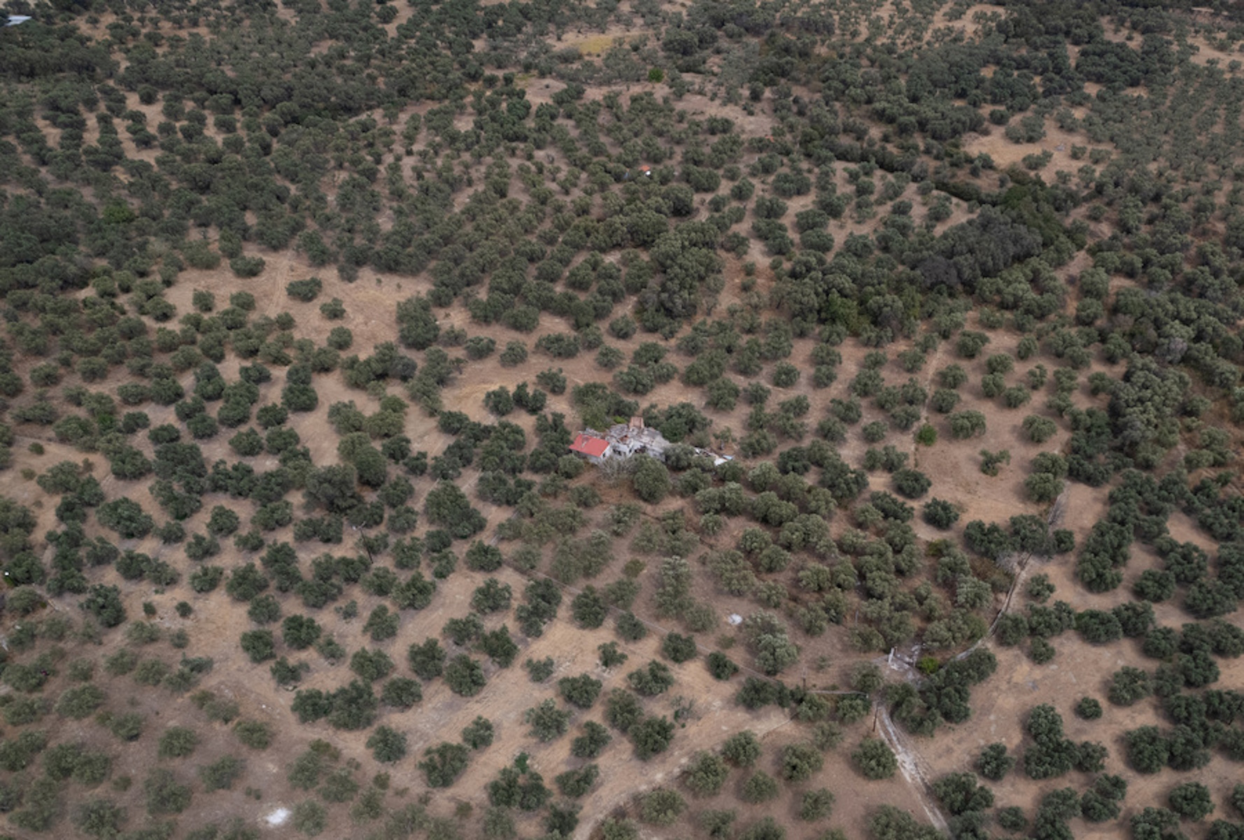 Εικόνα από drone απεικονίζει δέντρα του παλαιού ελαιώνα Μάκρης που έχουν σωθεί από τις πυρκαγιές, Αλεξανδρούπολη, Τρίτη 5 Σεπτεμβρίου 2023. ΑΠΕ-ΜΠΕ