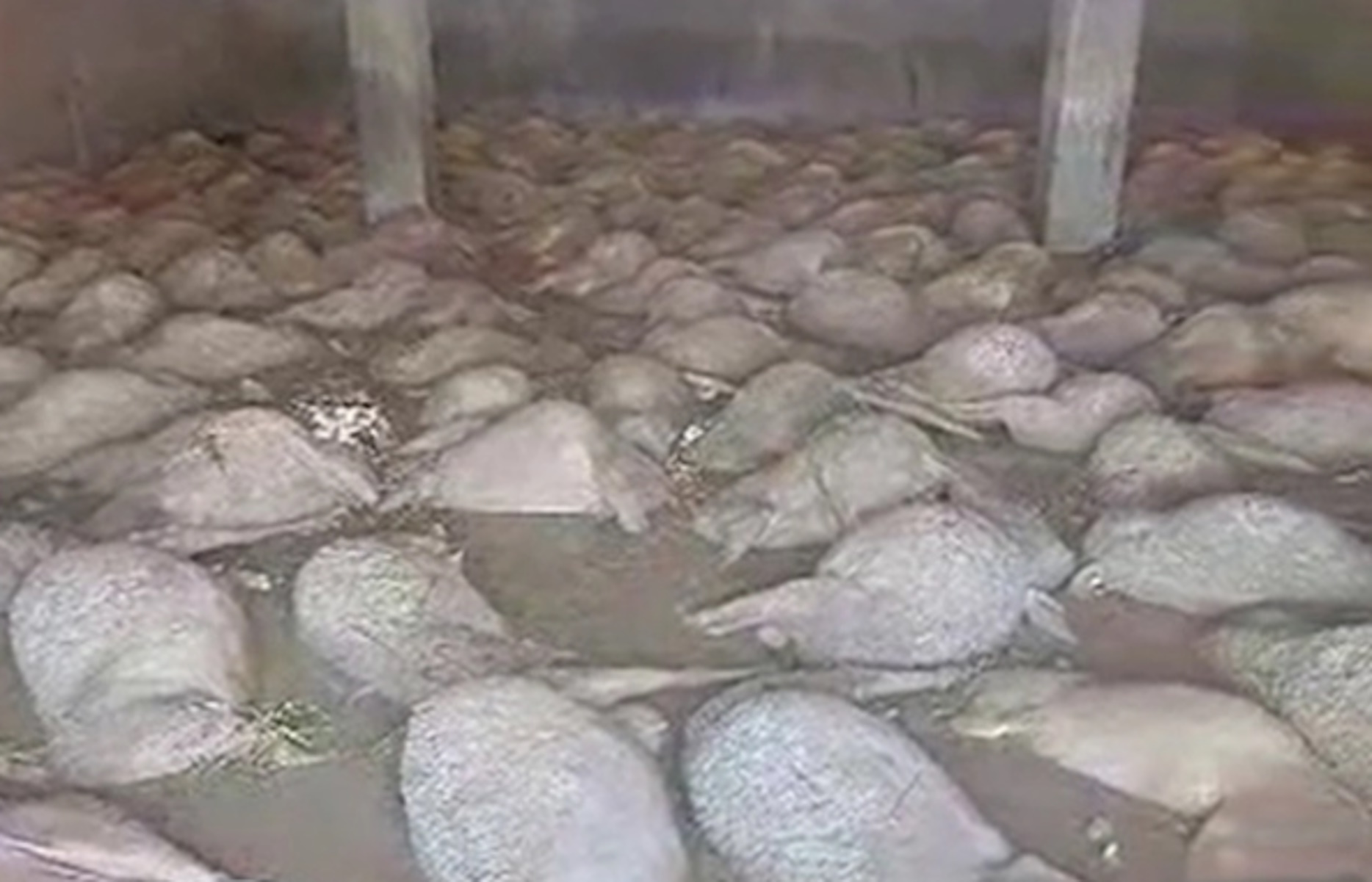 Κακοκαιρία - Θεσσαλία: Κτηνοτρόφος βρήκε σχεδόν όλα τα πρόβατα πνιγμένα