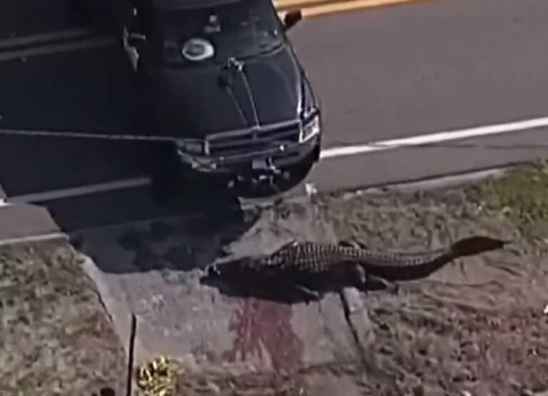 Οι αρχές σκότωσαν αλιγάτορα που έσερνε πτώμα γυναίκας στη Φλόριντα