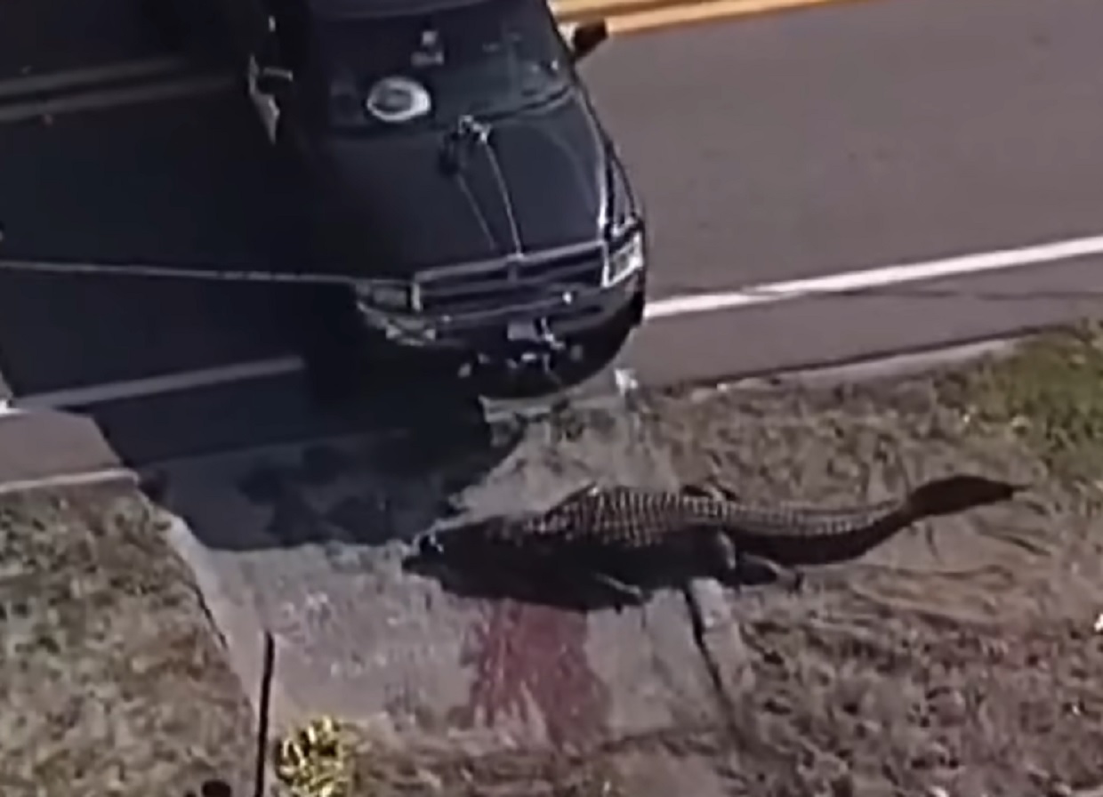 Φλόριντα: Οι αρχές σκότωσαν αλιγάτορα που έσερνε πτώμα γυναίκας