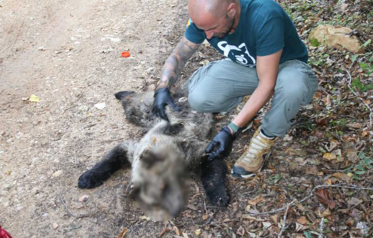 Λαθροκυνηγός στην Φλώρινα σκότωσε αρκουδάκι λίγων μηνών
