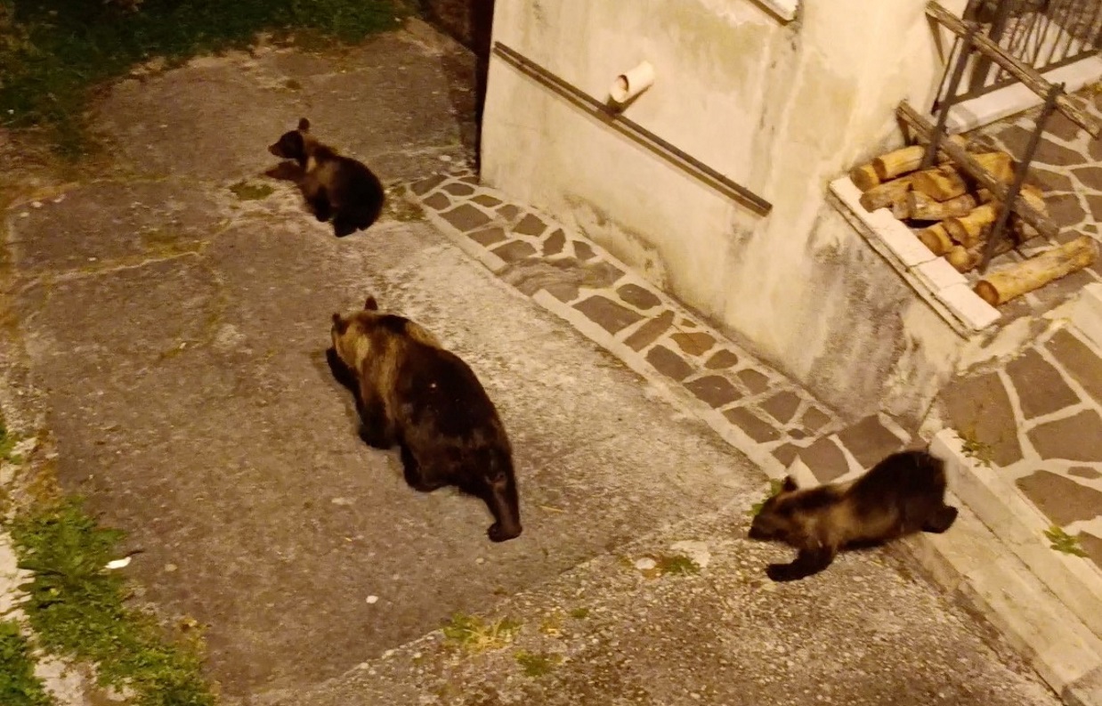 Ιταλία: Σκότωσαν μαμά αρκούδα αφήνοντας μόνα τους τα δύο μικρά της