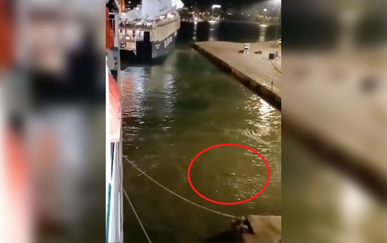Blue Horizon: Νέο βίντεο – ντοκουμέντο από την δολοφονία του 36χρονου Αντώνη – Σε σοκ οι επιβάτες άλλου πλοίου