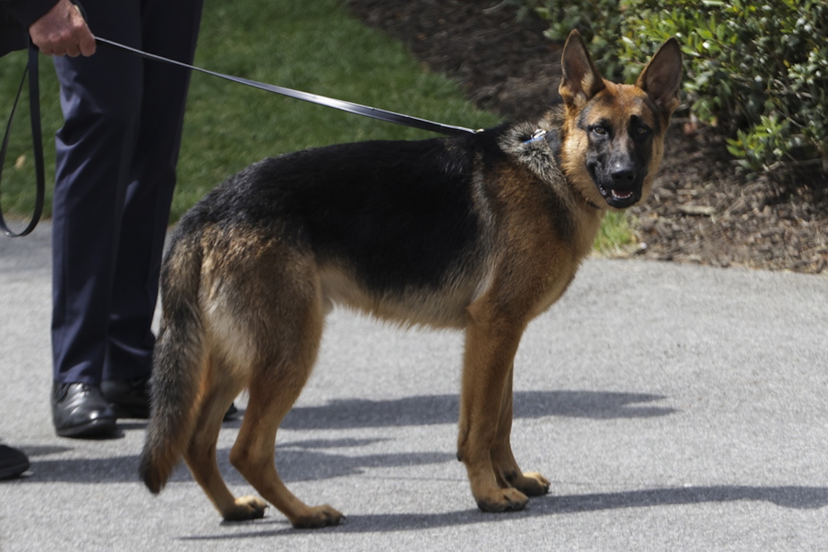 Τζο Μπάιντεν: Ο σκύλος του δάγκωσε ακόμη μία πράκτορα – Έχει επιτεθεί τουλάχιστον σε 11 ένστολους