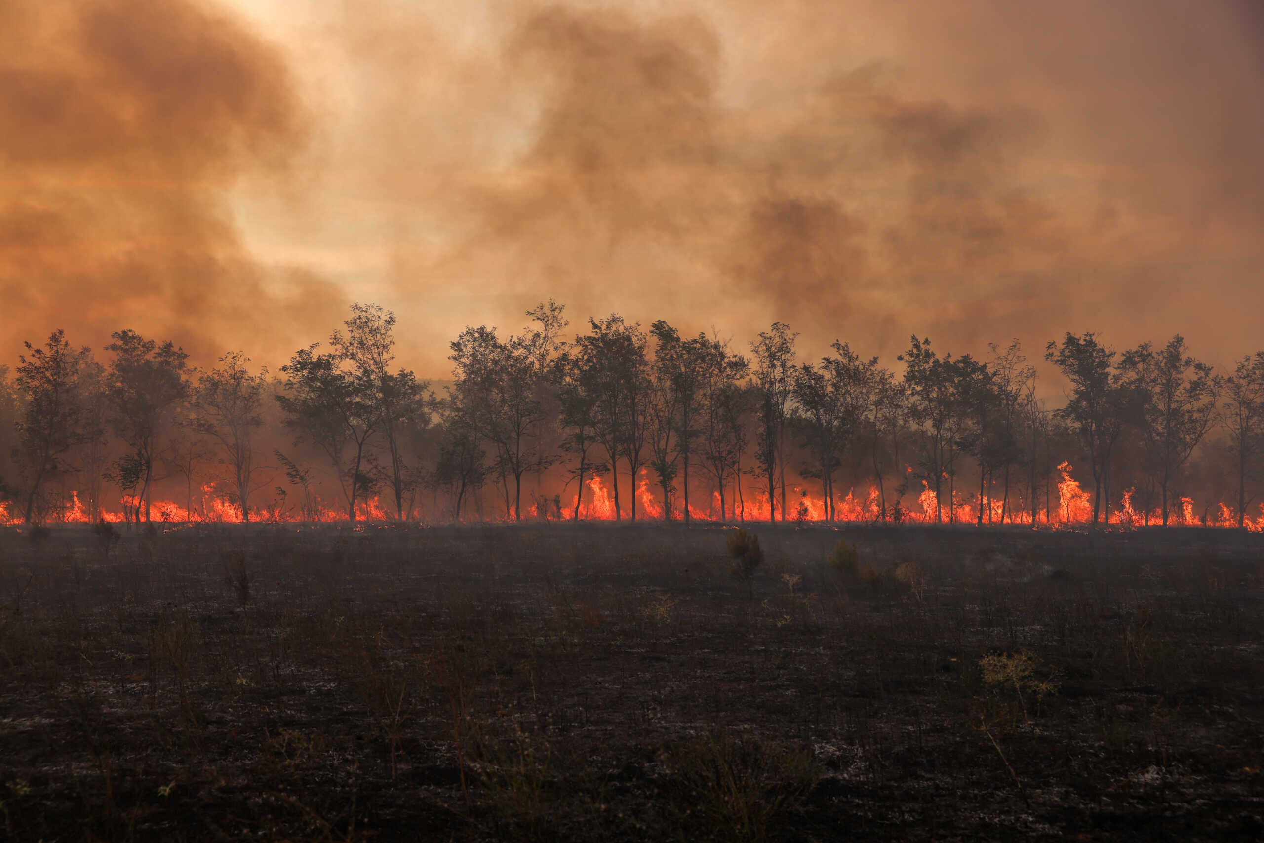 Flames and smoke rise from a line of trees as a wildfire burns at the Dadia National Park on the region of Evros, Greece, September 1, 2023. REUTERS