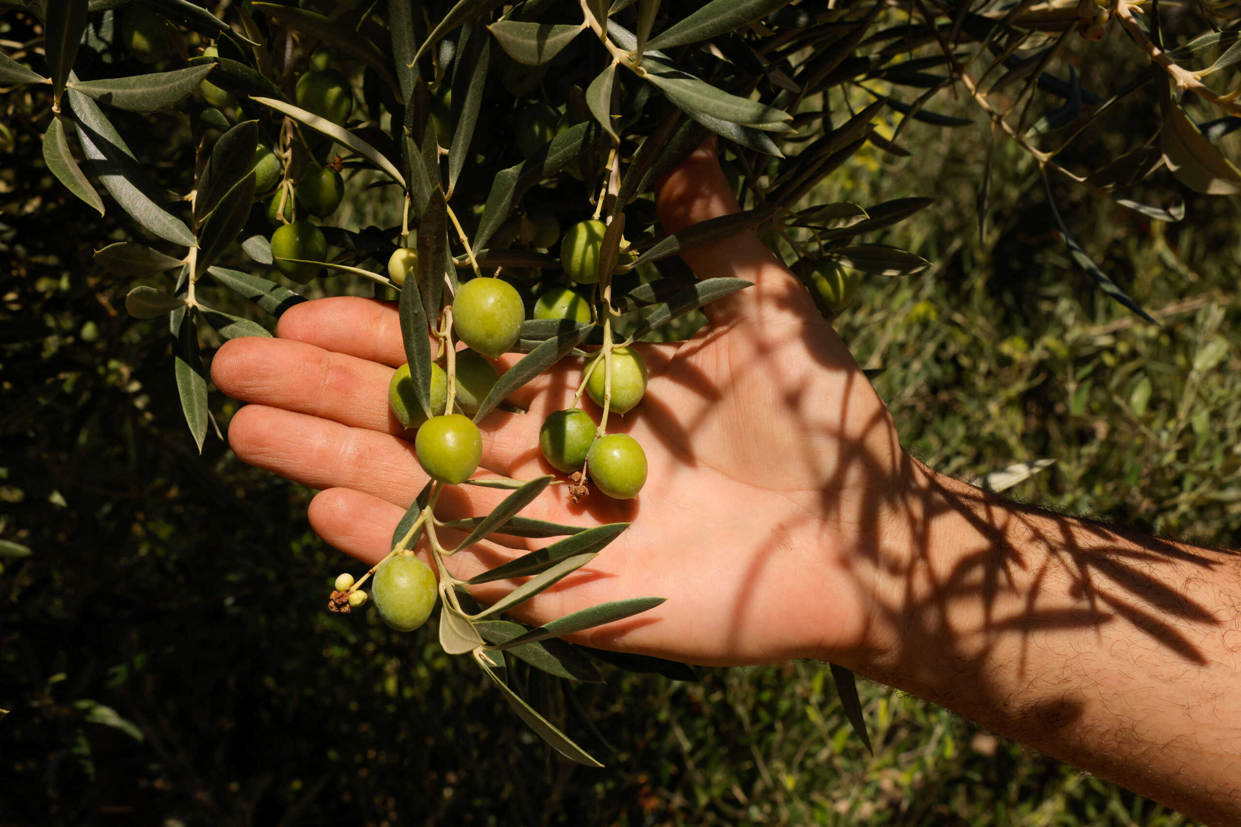 Jaime Garcia, 30, an olive farmer, shows unripe olives in an olive grove in Santiesteban del Puerto, near Jaen, Spain September 8, 2023. REUTERS