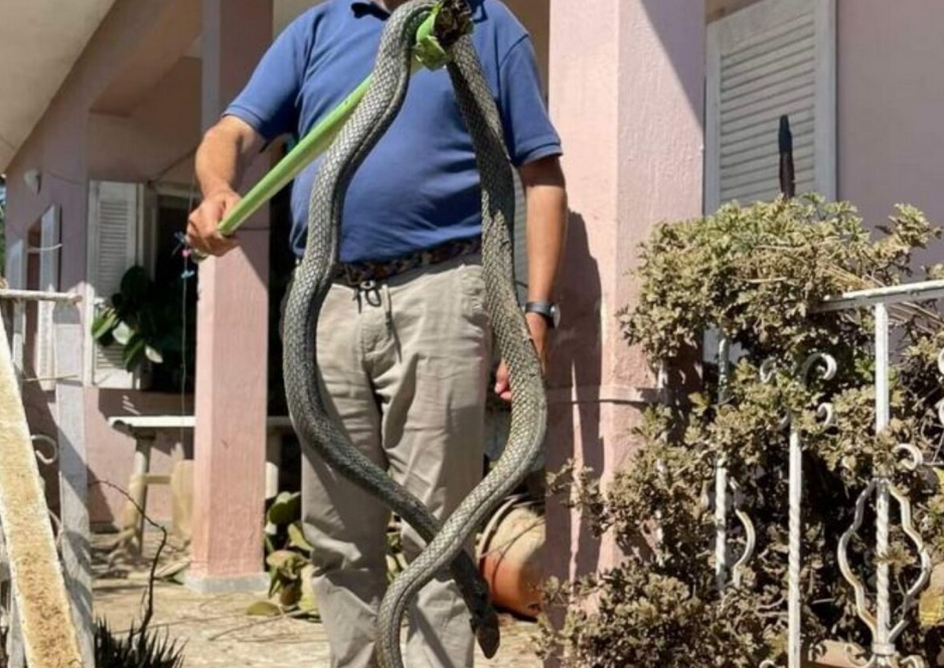 Καρδίτσα: Φίδι 2,5 μέτρων σε σπίτι μετά την κακοκαιρία Daniel – Βγήκε από τα λασπόνερα