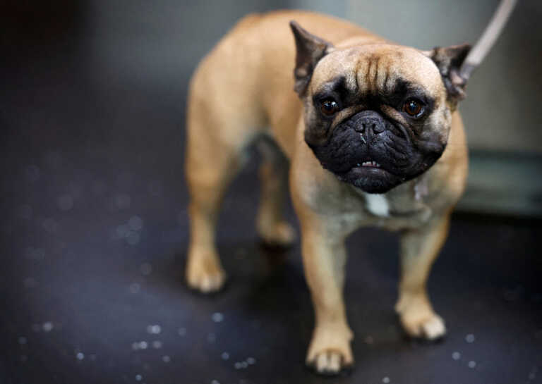 «Καμπάνα» 3.000 ευρώ σε εκτροφέα σκύλων στην Ολλανδία για γαλλικά μπουλντόγκ με ασυνήθιστα πλακουτσωτή μύτη