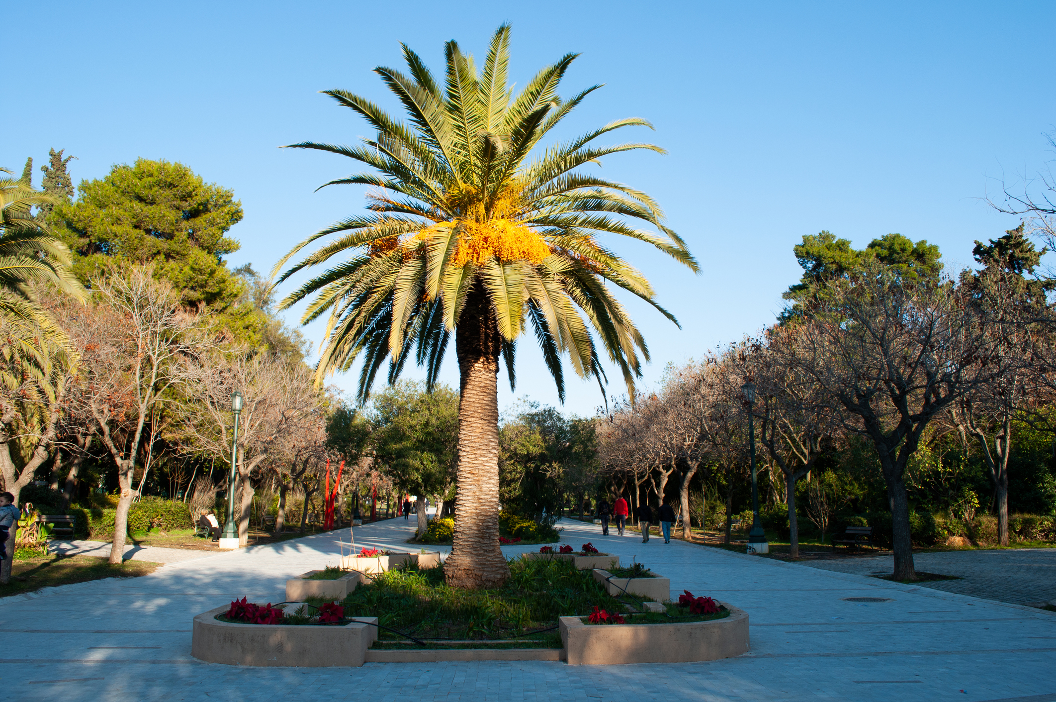 A phoenix in Pedion tou Areos in Athens