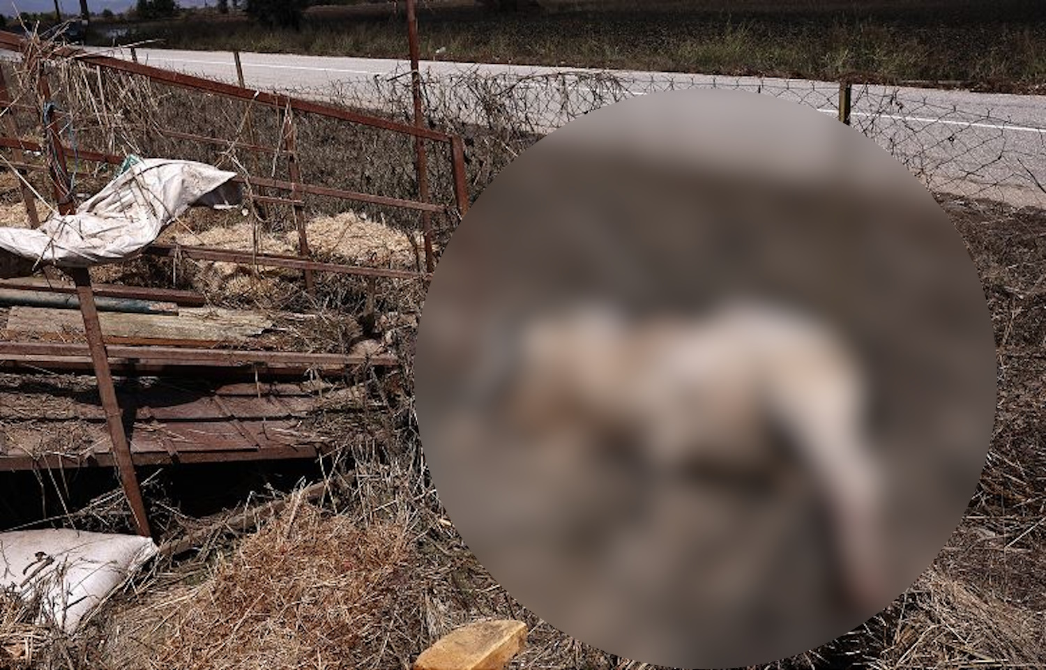 Θεσσαλία: Σε λειτουργία η μονάδα διαχείρισης νεκρών ζώων στη Λάρισα – 6μηνη παράταση στα συγχρηματοδοτούμενα προγράμματα
