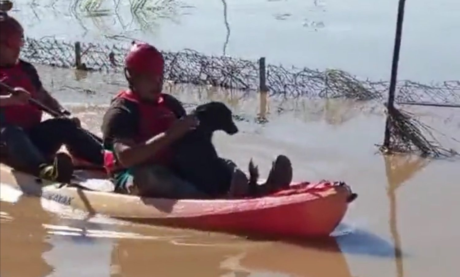 Κακοκαιρία – Θεσσαλία: Η στιγμή που η Πυροσβεστική απεγκλωβίζει ένα σκυλί από την πλημμύρα