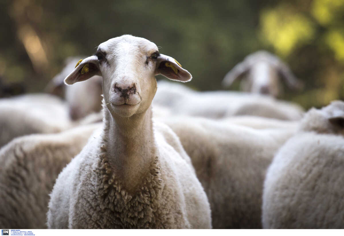 Βόλος: «Τα πρόβατα πηδούσαν πιο ψηλά από τα κατσίκια» αφού έφαγαν 300 κιλά χασίς