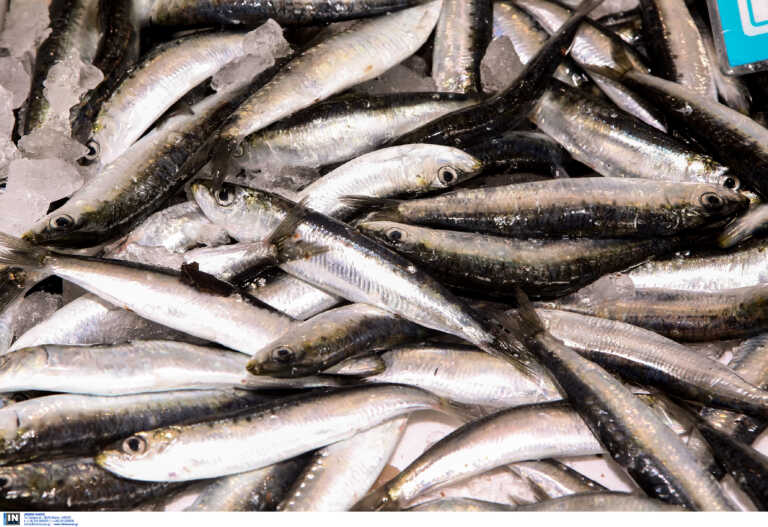 Η σαρδέλα Καλλονής γίνεται ΠΟΠ προϊόν - Ποιο είναι το ψάρι που έγινε συνώνυμο της λεσβιακής κουζίνας